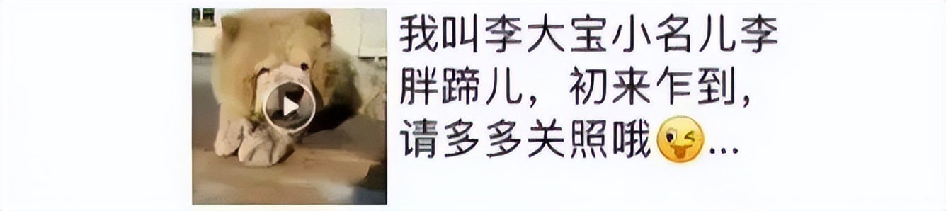 老妈给狗申请微信号,拉进家族群,每天更新朋友圈…可看完我却哭了