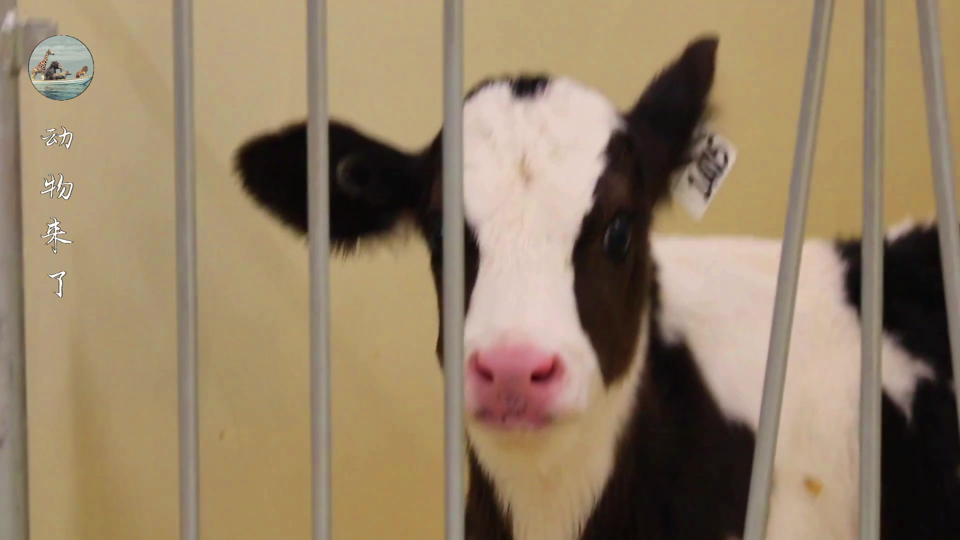 牛肉源头供应链怎样挣钱,养牛30年不赔钱的秘诀