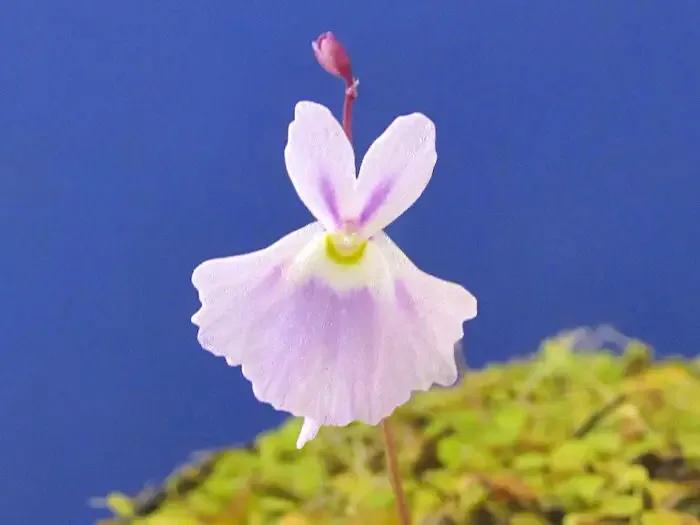 狸藻花图片大全,可爱的狸藻花图片