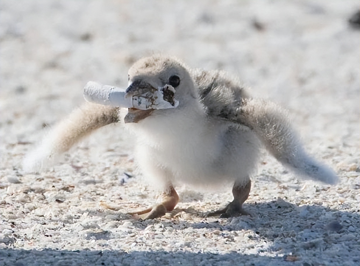 日本回收中国的烟头干什么,日本收购废弃烟头的目的