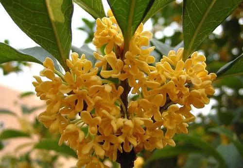 桂花的寓意与象征季节,桂花香味风水寓意和象征