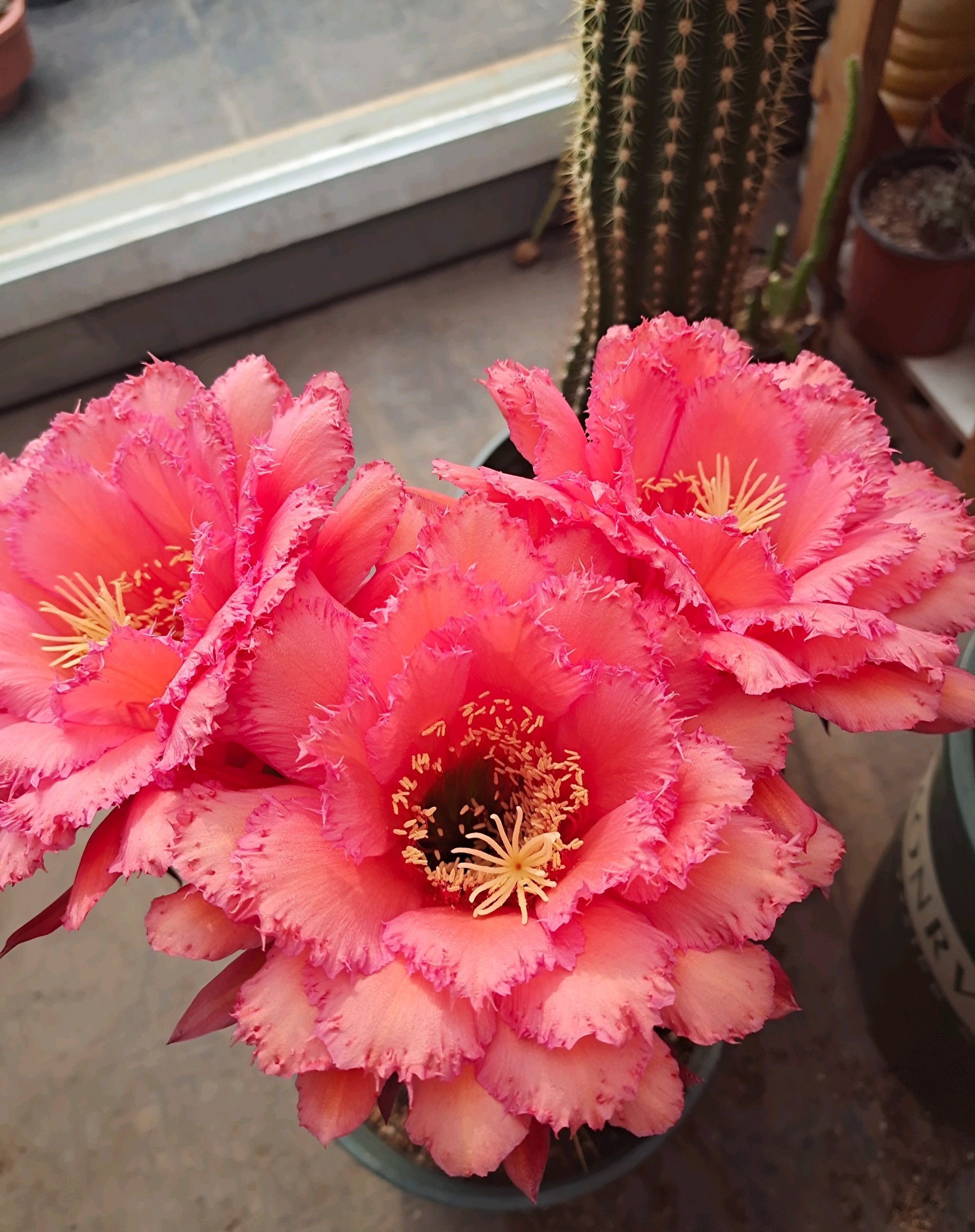 毛花柱克斯汀仙人球几月开花,花期最长的仙人球