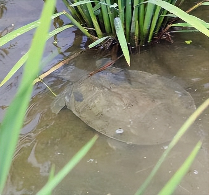 养殖哪个鳖种有前景,中华鳖养殖现状及未来发展
