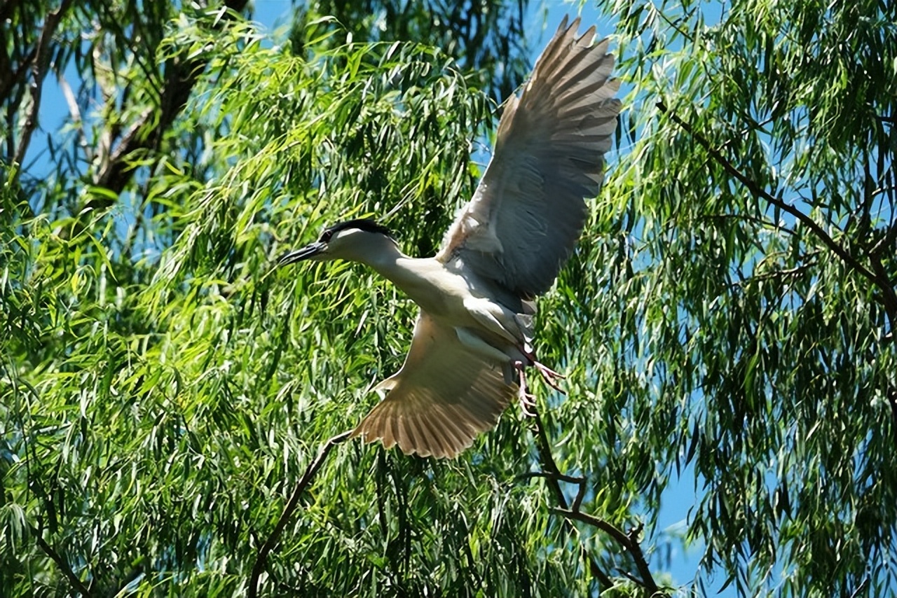 apsc画幅和全画幅差距到底有多大,apsc画幅和半画幅有什么区别