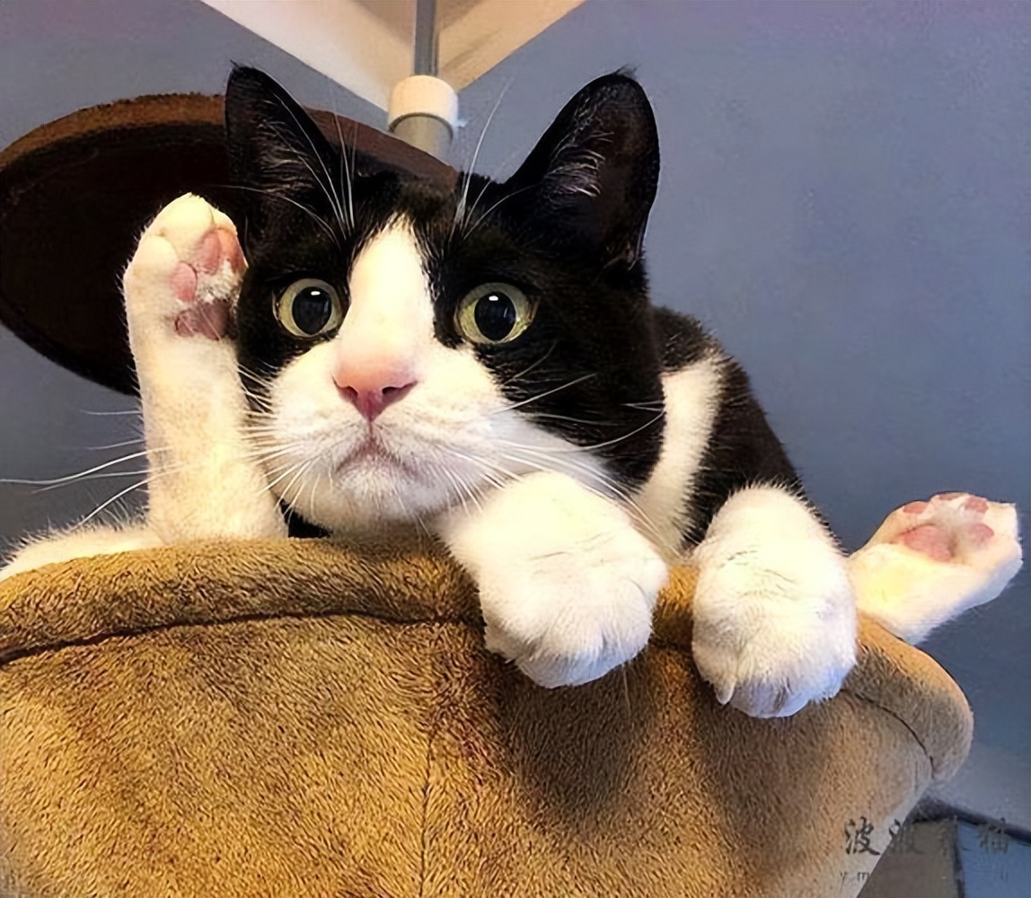 如果你家猫有这七种表现,有这些特征的猫咪会给你带来好运