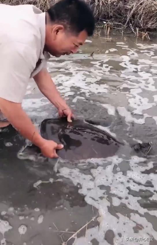 小伙在淤泥塘里面捉到大甲鱼,河里抓出大甲鱼