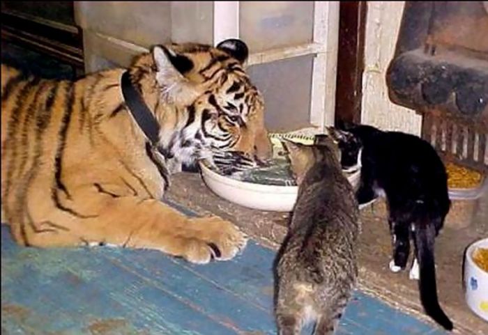 80个神奇的真实照片，不高兴的狗子，崎岖的铁路，倒立劈叉拉筋