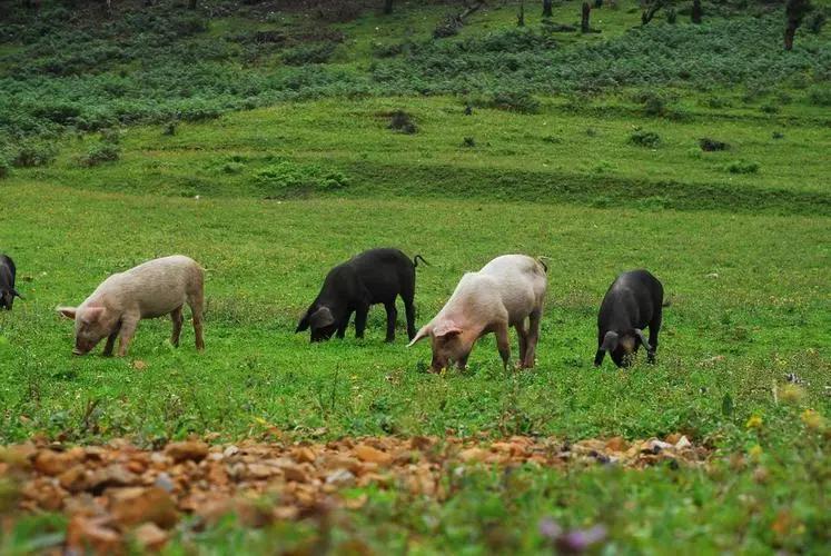 生态猪的养殖技术和方法,生态猪的养殖方法和销量