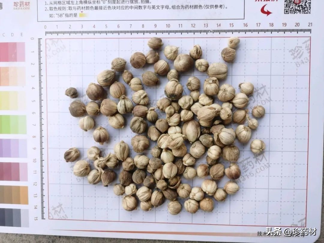 中药材交易市场最新报价木香,中药材网最新行情