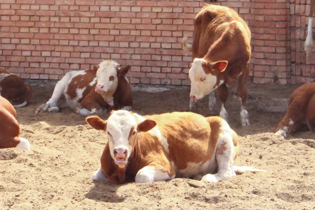 高台县黑泉镇：肥牛敲响“致富门”