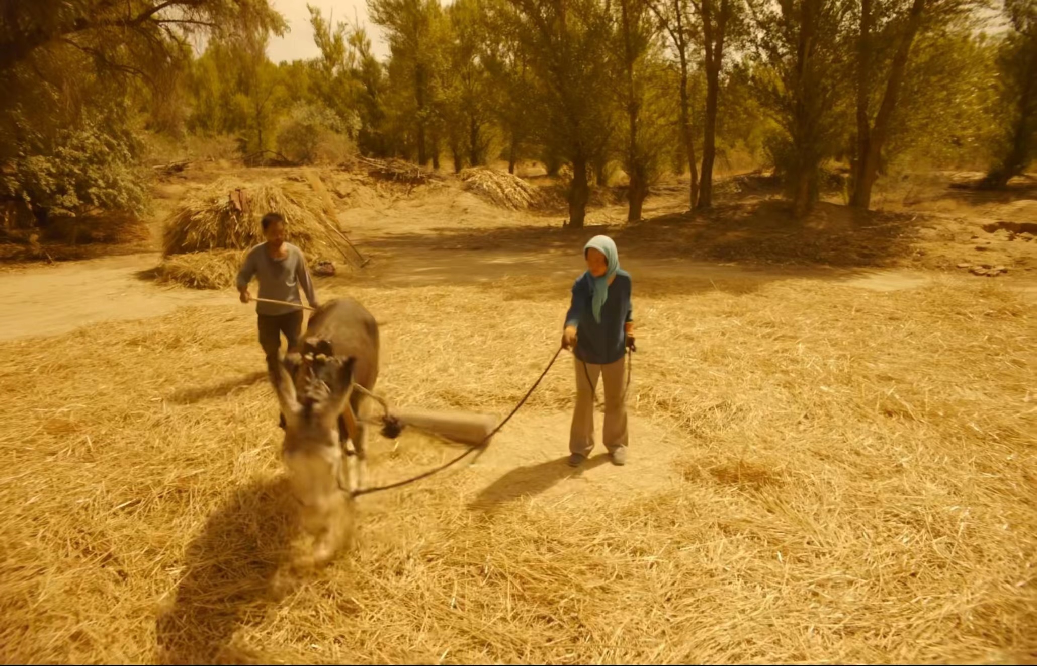 电影欣赏（六）《隐入尘烟》中的卑微人生