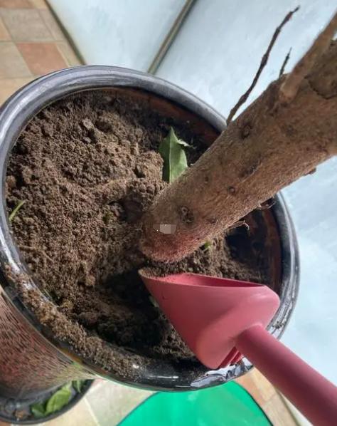 富贵树怎样才能更旺盛,富贵树怎么养才能旺盛