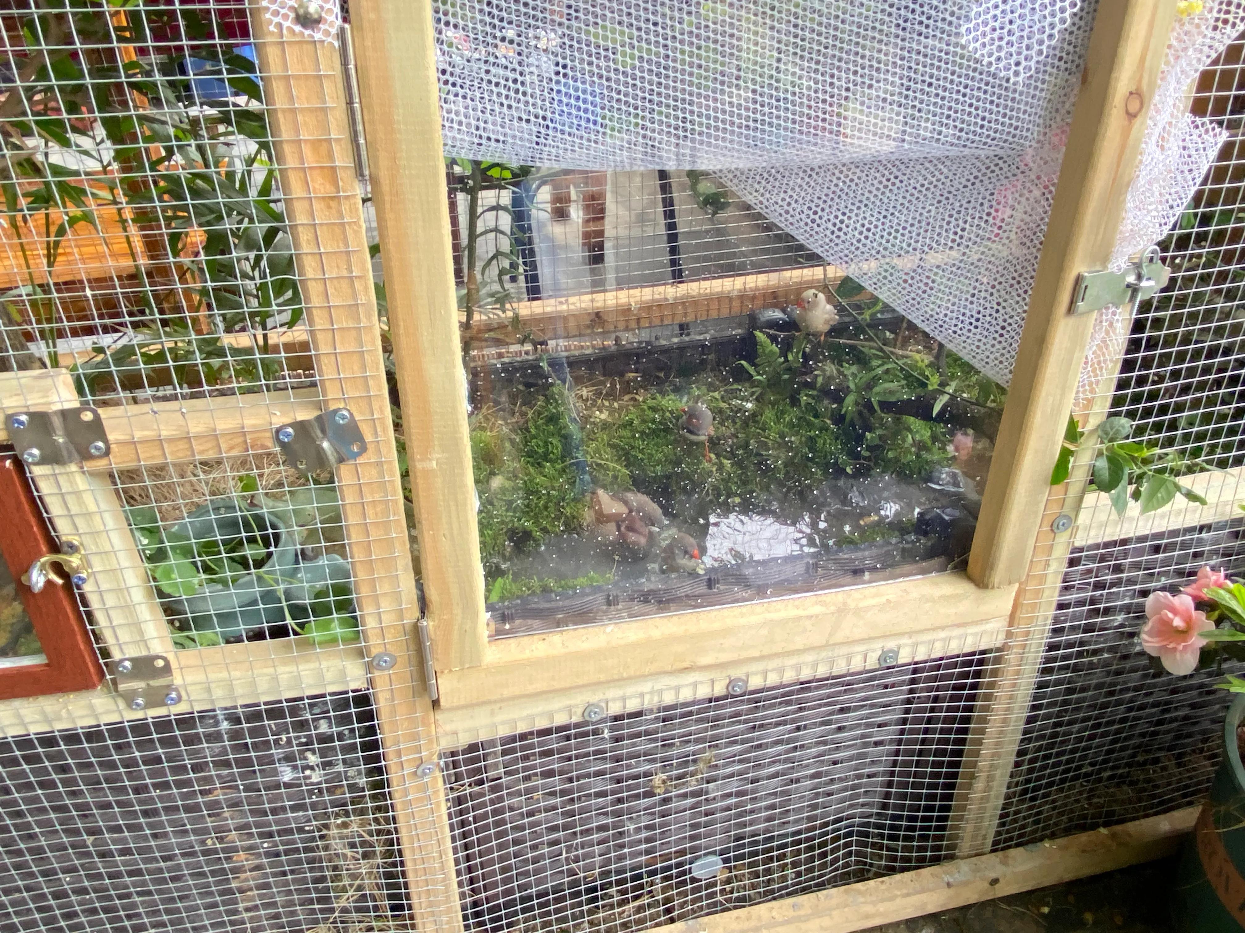 珍珠鸟原生态喂养方式，平时都不用打理，两个月生宝宝！懒人养鸟