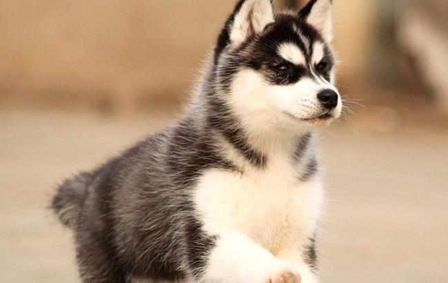 二哈被小狗凶后委屈找主人保护,二哈幼犬没精神