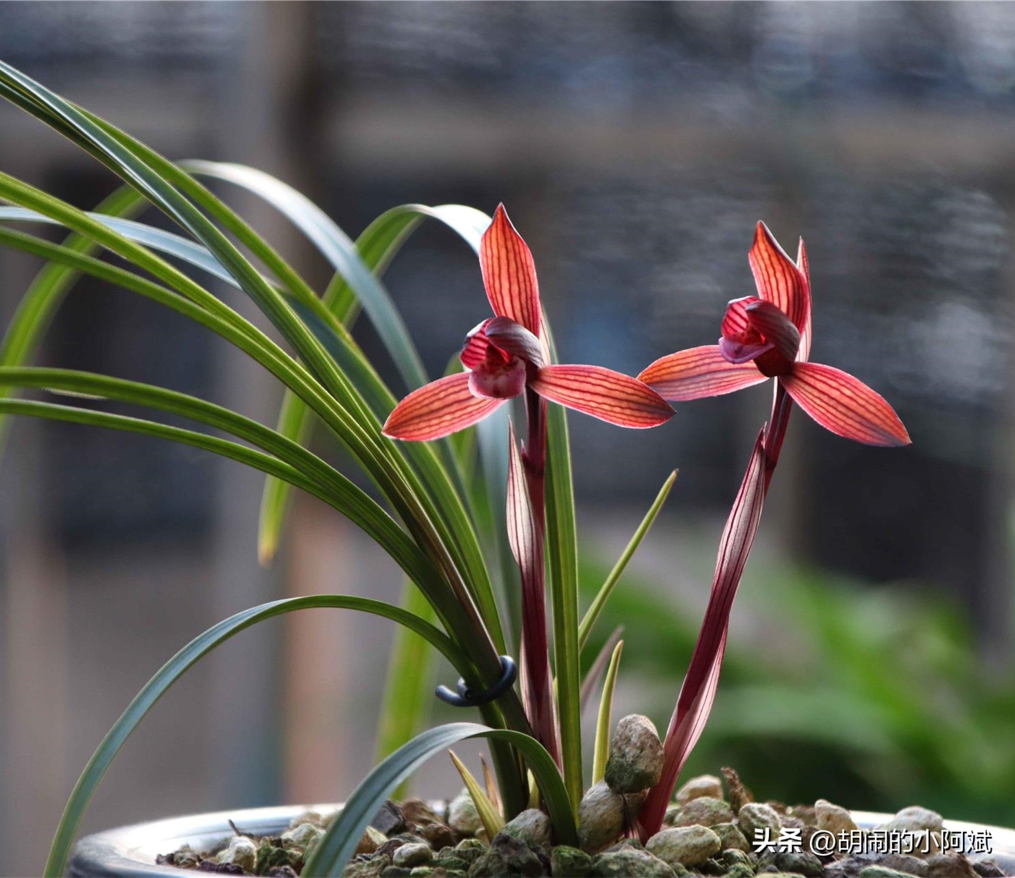 兰花必养经典品种,隐藏的兰花