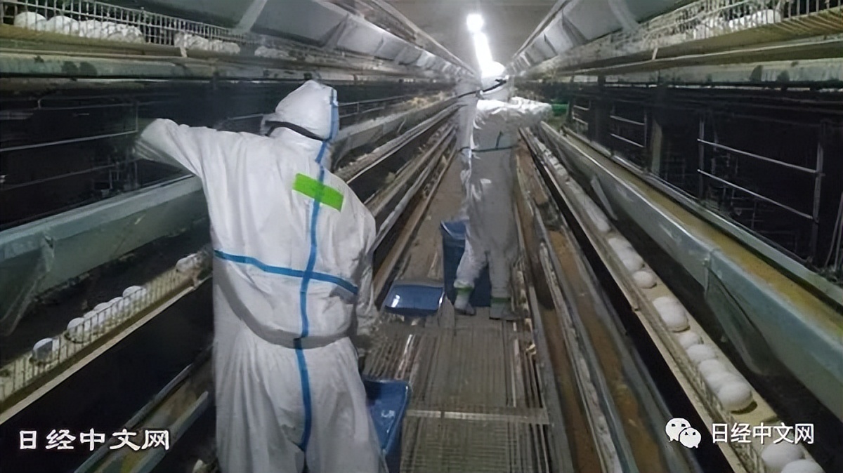 鸡蛋荒席卷全球,欧美鸡蛋荒最新消息