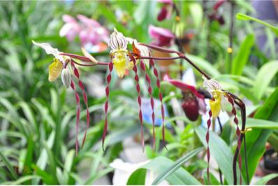 不起眼的花草价值超大,不起眼却很珍贵的花