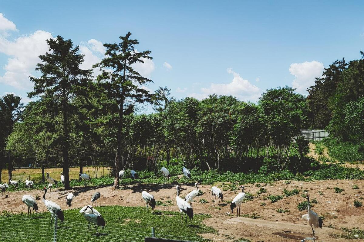 沈阳旅游必去十大景点实惠,沈阳旅游必去十大景点推荐