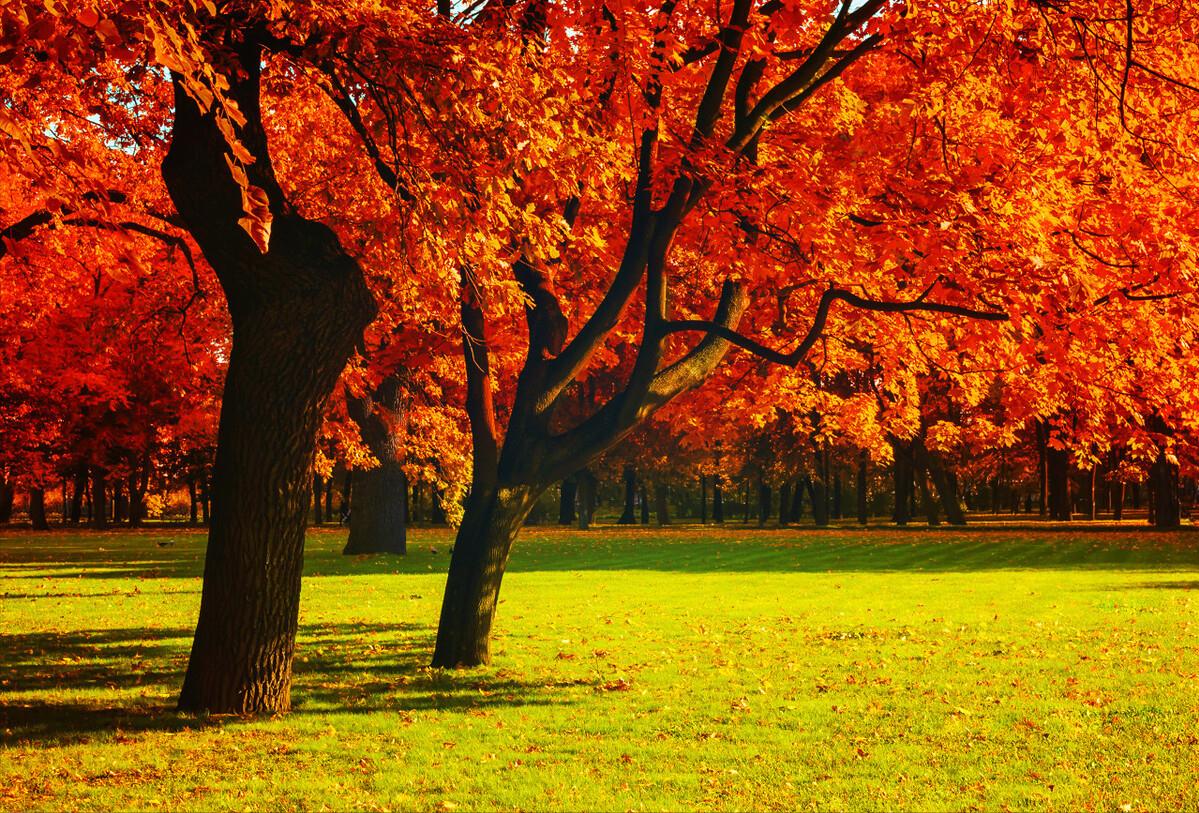 高山有意皆禅语,流水无情挂孤帆