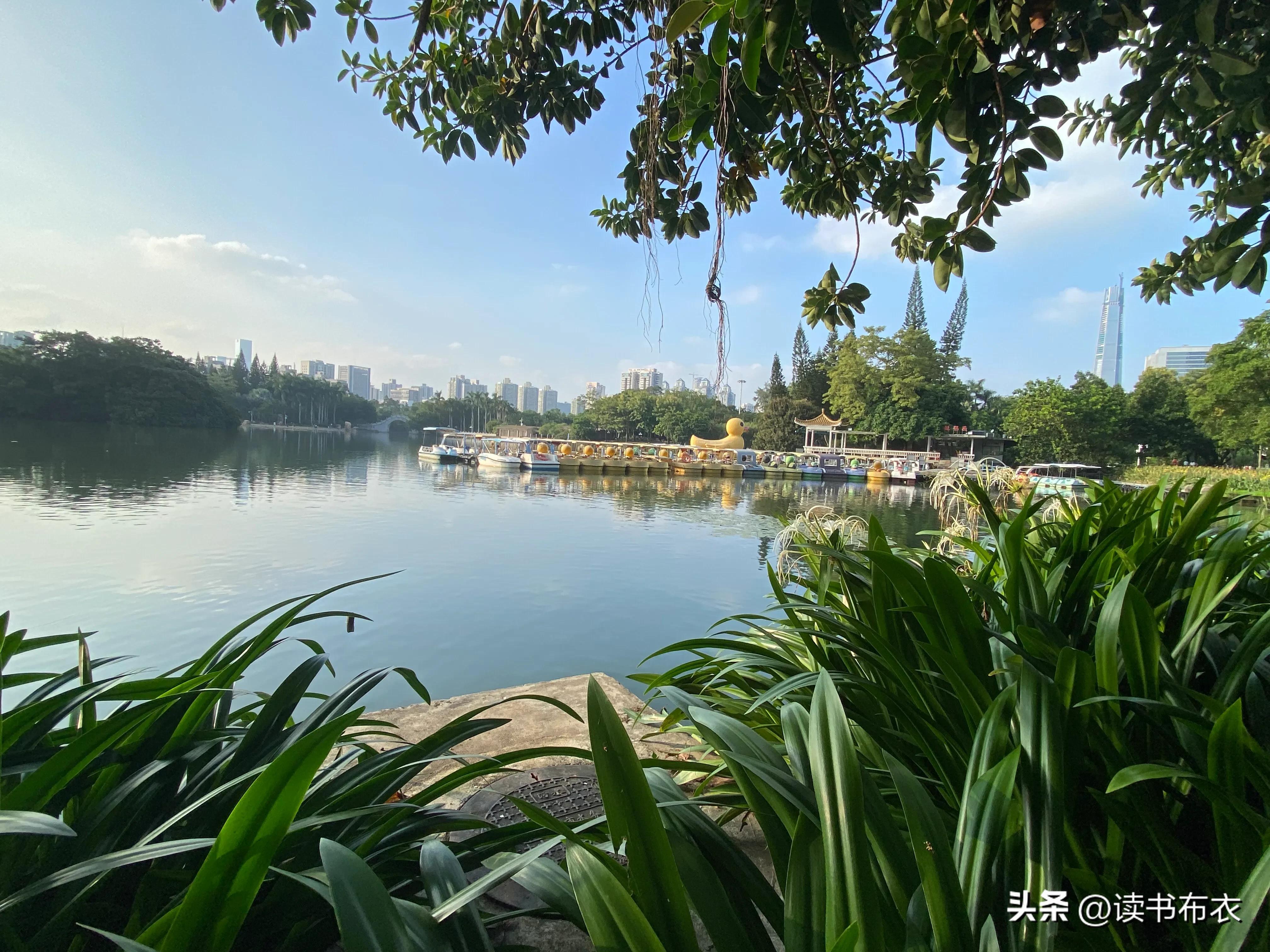 深圳荔枝公园杀人事件,深圳荔枝公园真的太美了