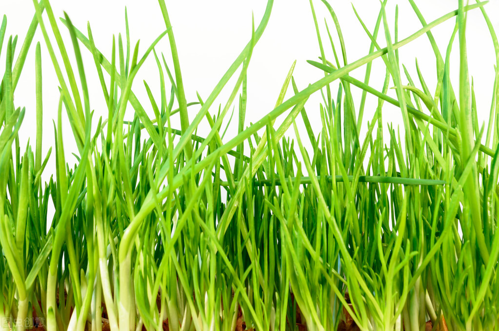 植物黄酮对人体有什么好处,含黄酮最高的植物排名