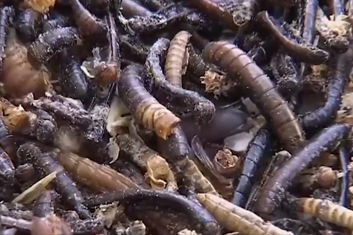 大哥用微波炉烤虫子，年收益高达3000多万元，他是怎么做到的？