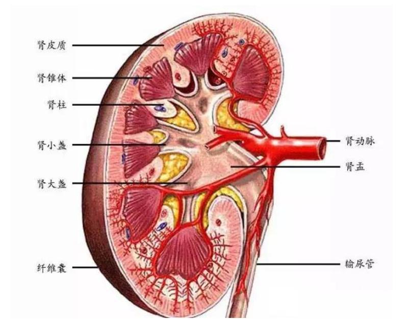 夜里起夜频繁是否肾有问题,经常起夜会不会肾衰竭