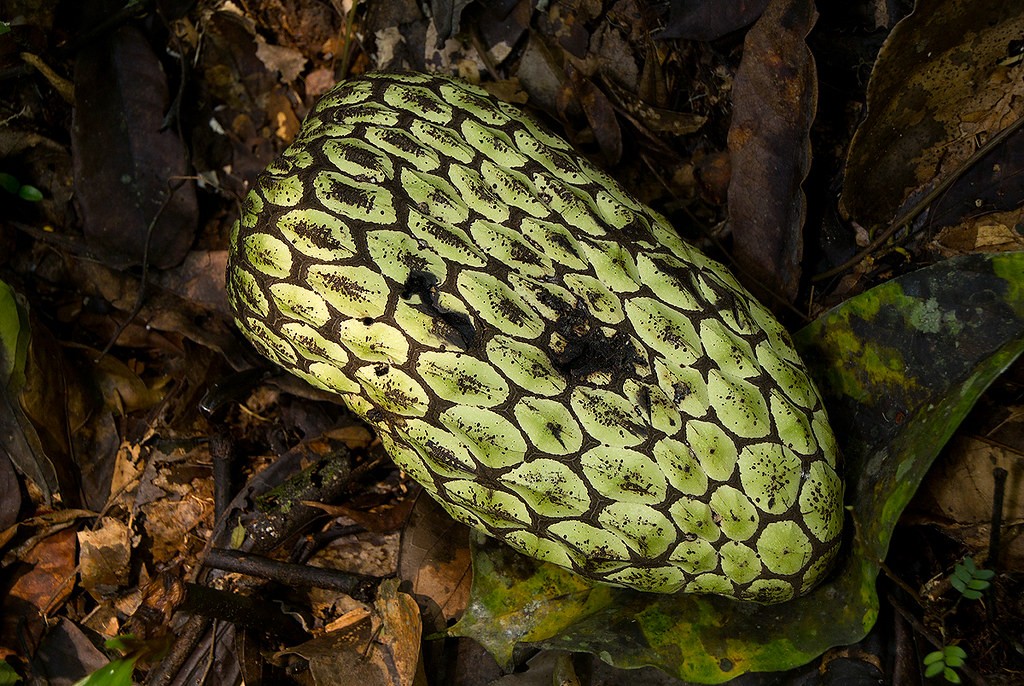 藤黄水果,藤黄科的水果有哪些