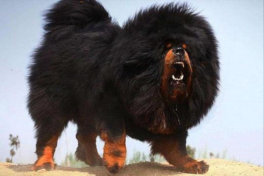 小女孩被恶犬咬原视频,被恶犬咬伤7岁女童状态平稳