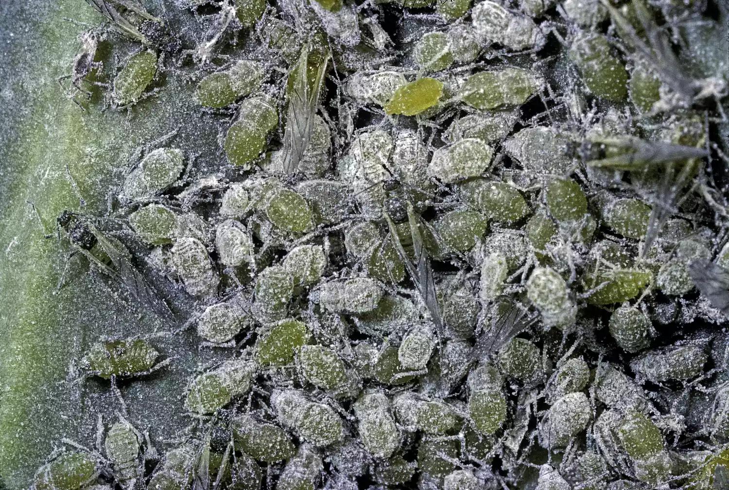 菜园十大害虫,常见病害虫及治疗方法