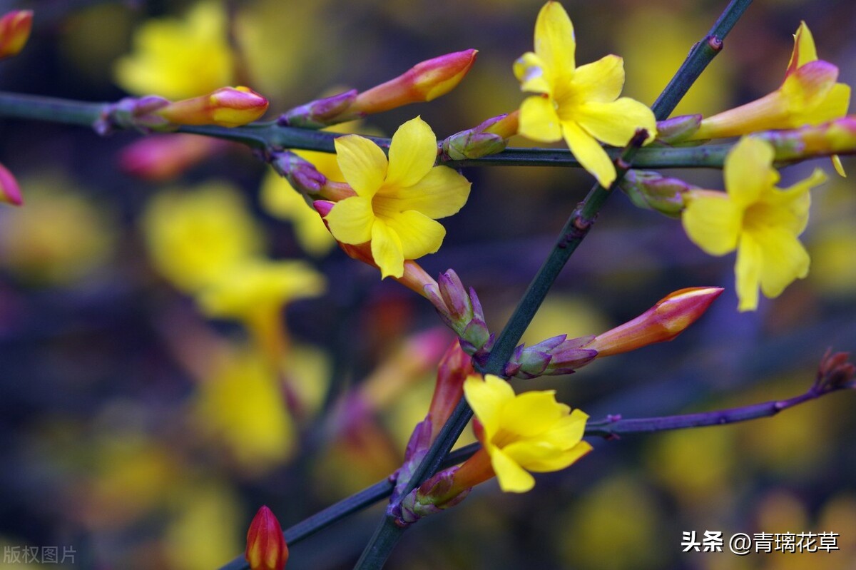 带名字的花卉大全,名字带有春字的花