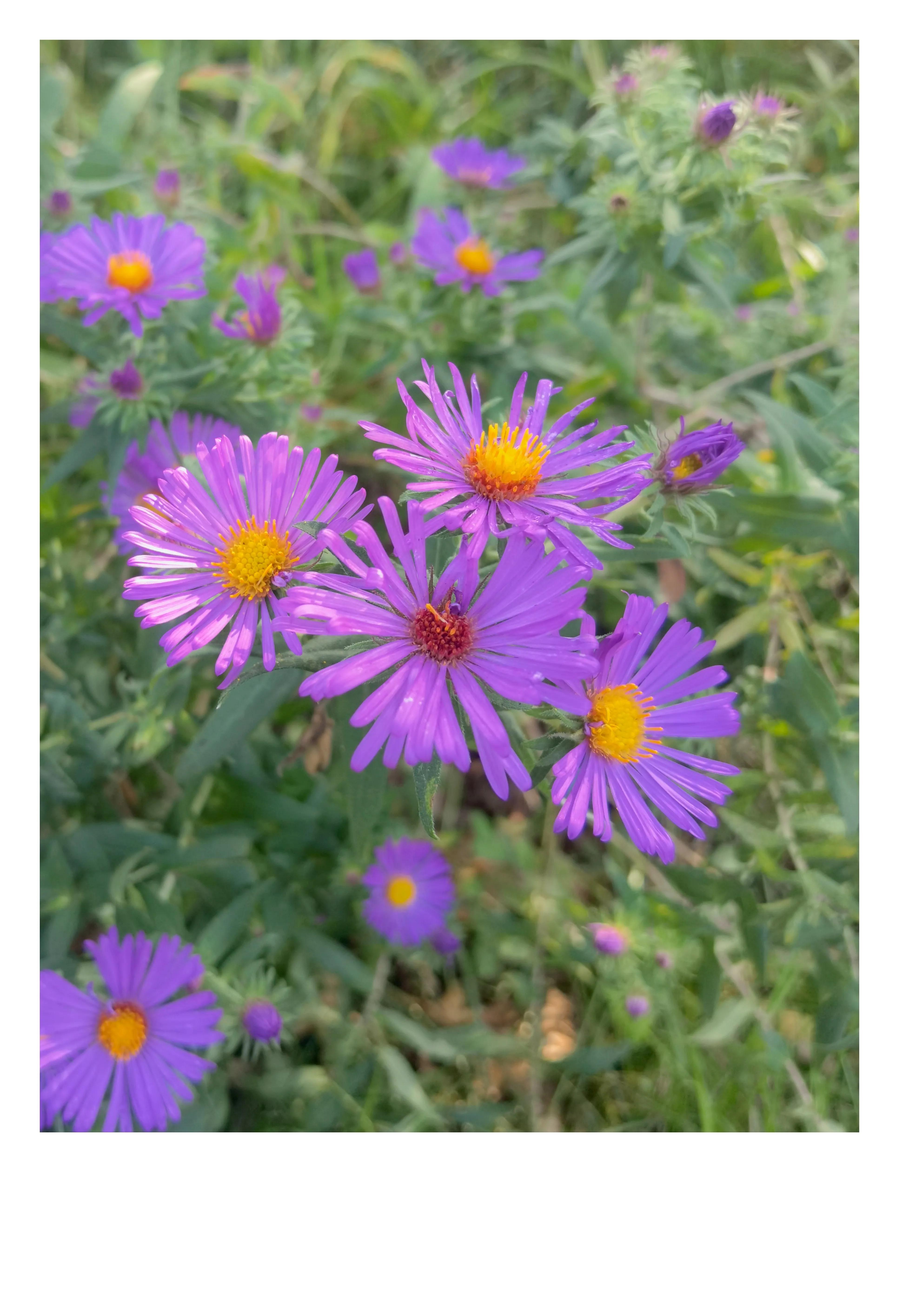 奥森公园里秋意图片,奥森公园的秋花也很漂亮