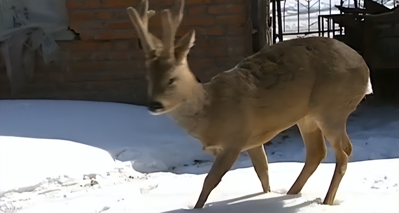 吉林一男子捡到梅花鹿,吉林男子野外捡鹿