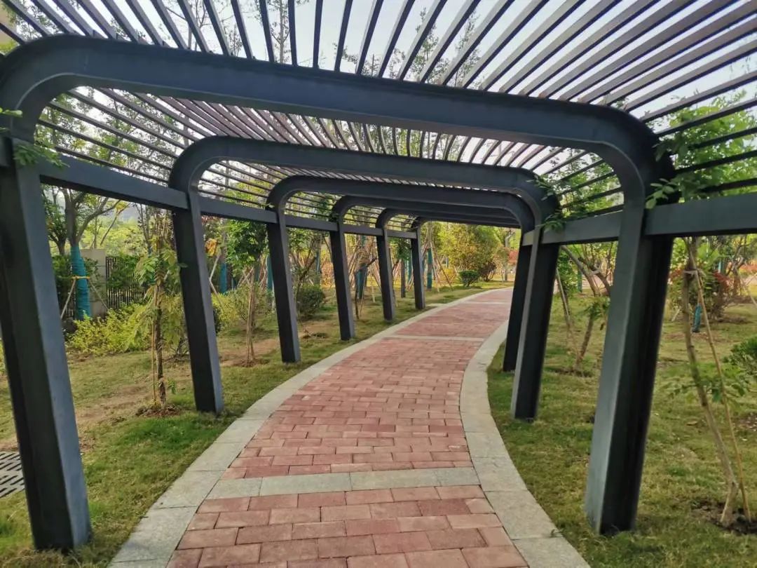 云龙公园万千牡丹图片,云龙区绿地中央公园