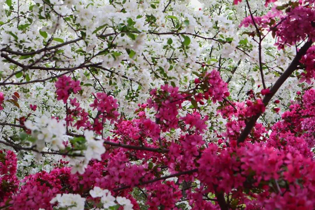 济南近郊旅游专线,济南开通的几条旅游线公交不错