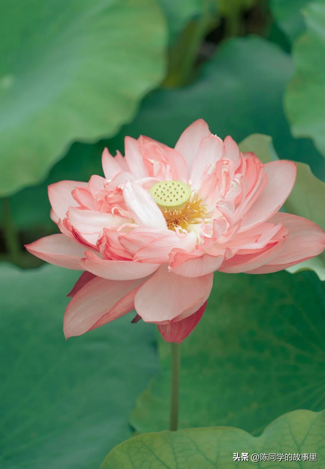 福建霞浦最美的海滩在哪里,霞浦值得去的海滩