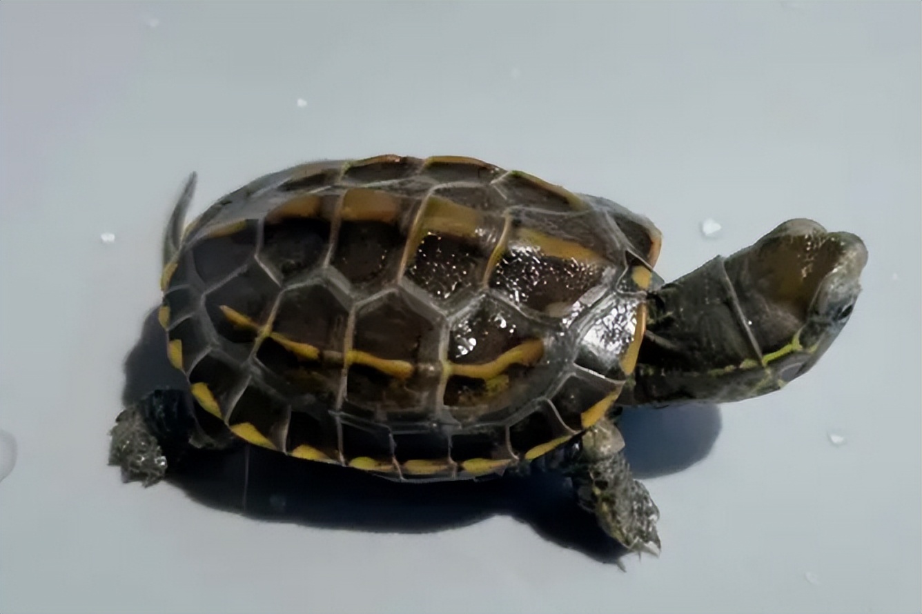 乌龟会吃自己粪便吗,乌龟会吃自己的粪便吗