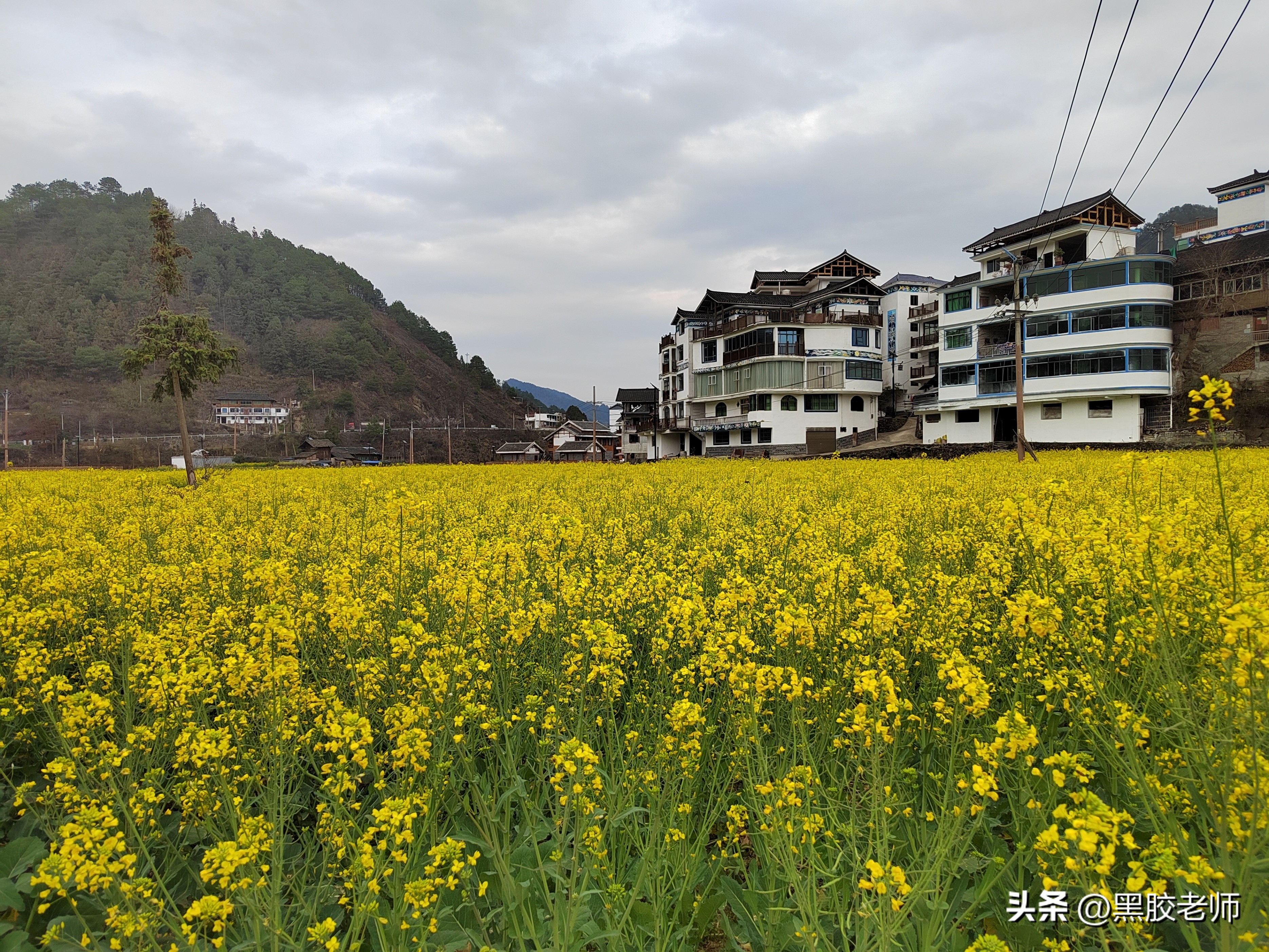 三月的花海景色,3月份哪里有花海