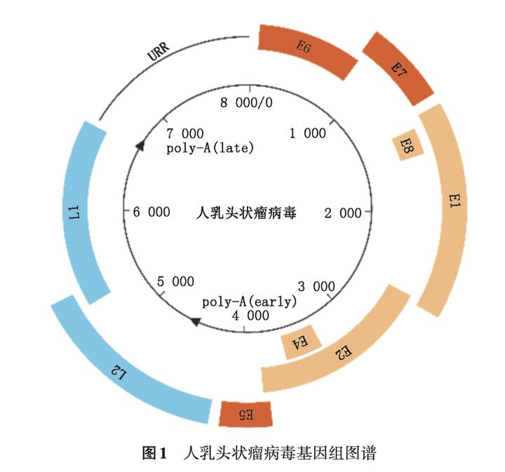 宫颈癌筛查人乳头瘤病毒阴性,人乳头瘤病毒就是宫颈癌筛查吗