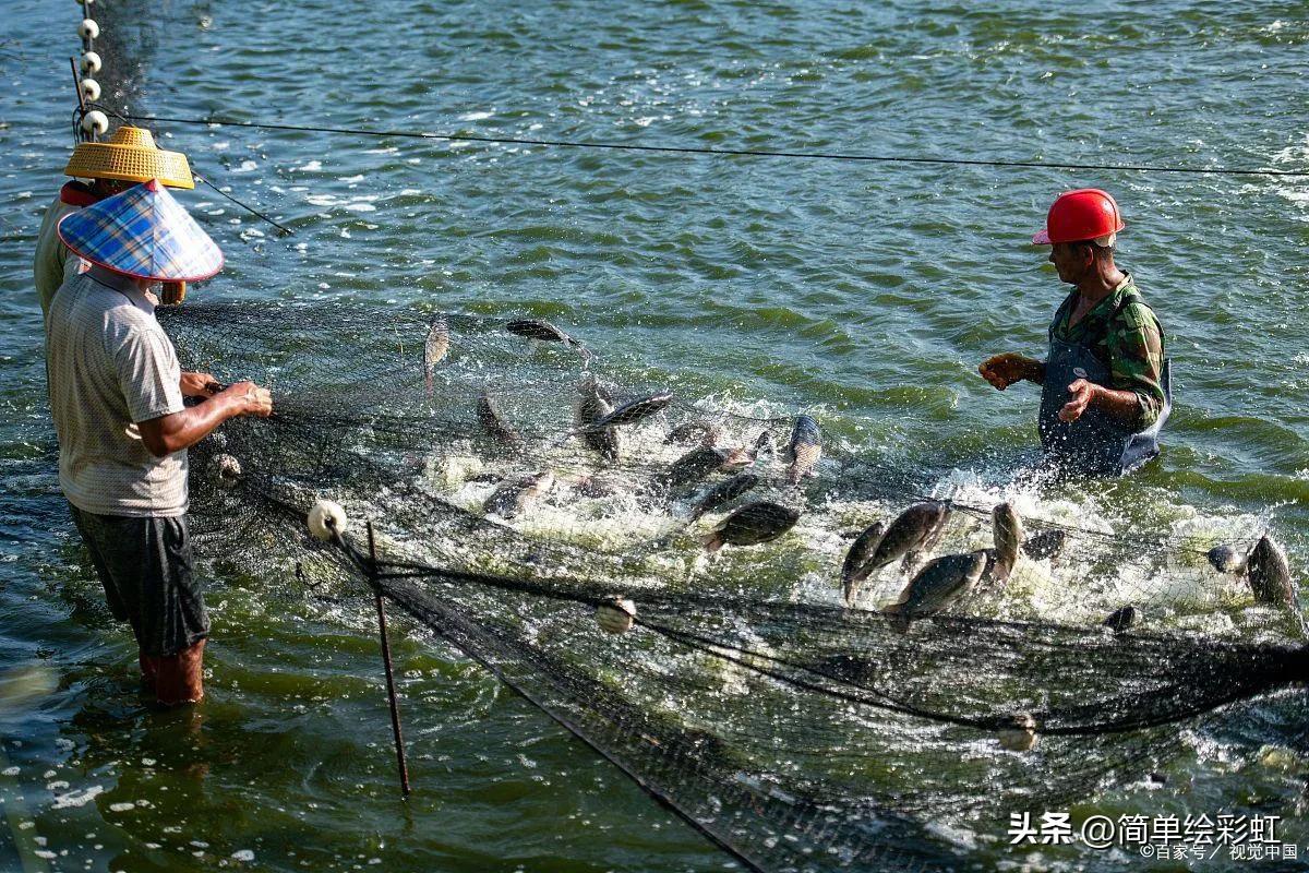 罗非鱼到底有多可怕,罗非鱼究竟有多可怕