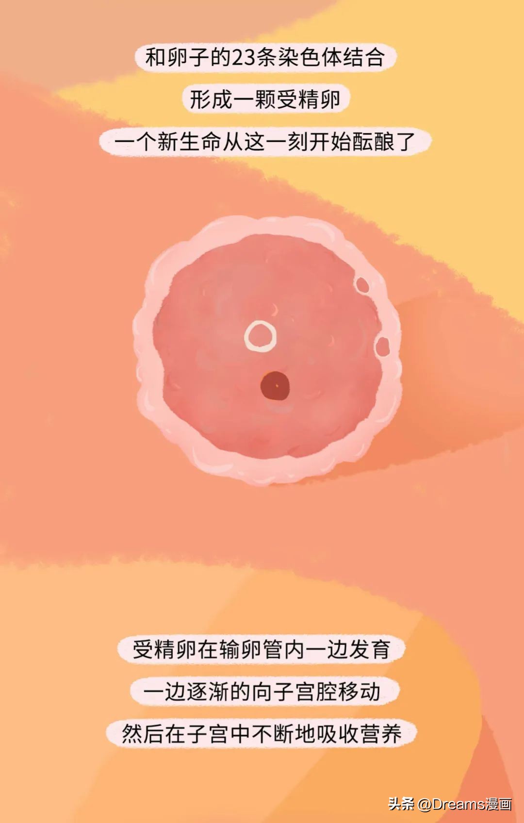 精子进入女生体内的全过程