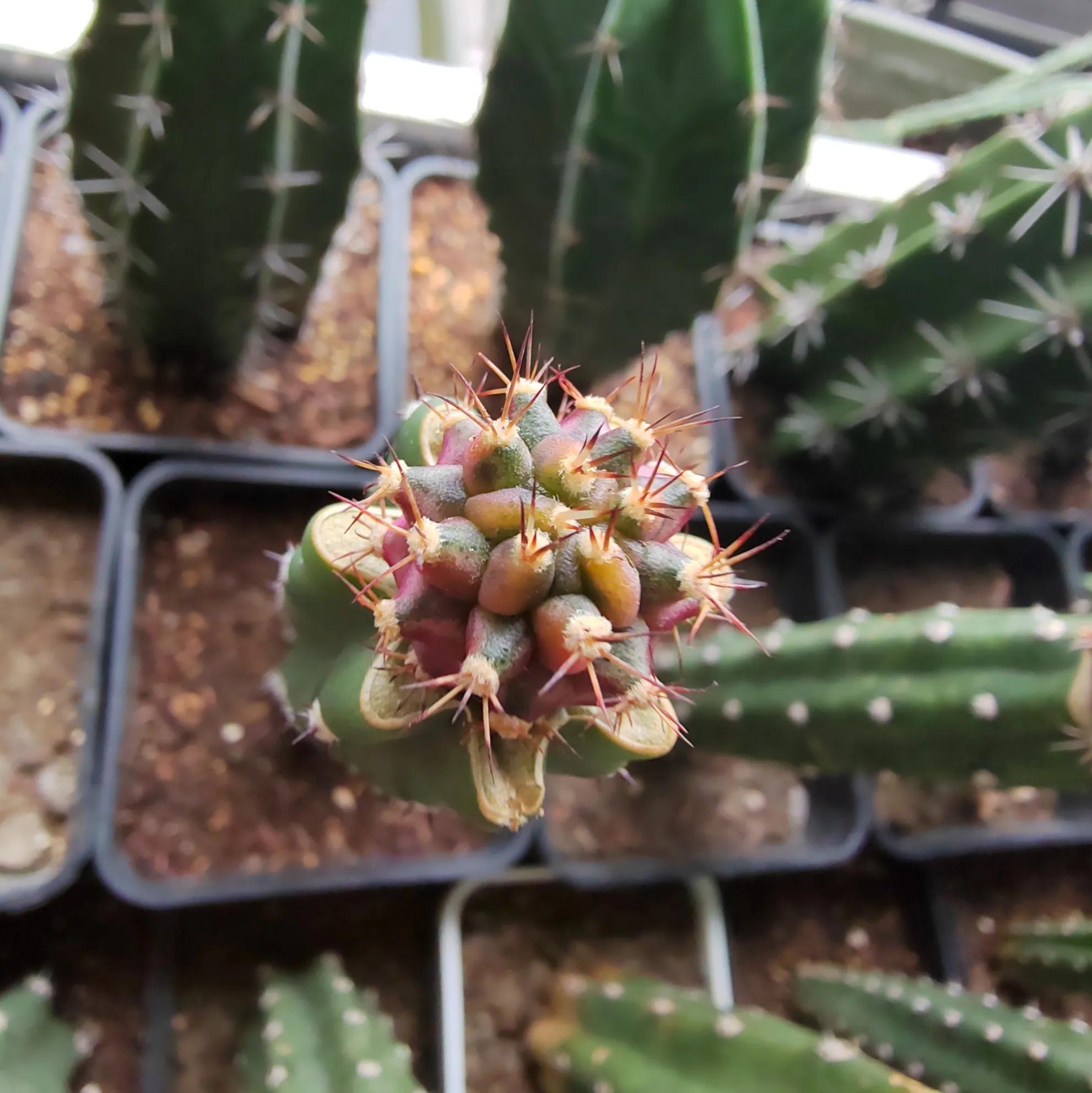 火龙果嫁接仙人球多久拆嫁接膜,火龙果嫁接仙人球后还可以嫁接吗