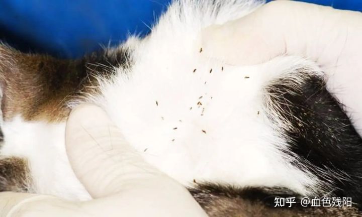 长寿猫咪,想要猫咪长寿需要注意这三件事