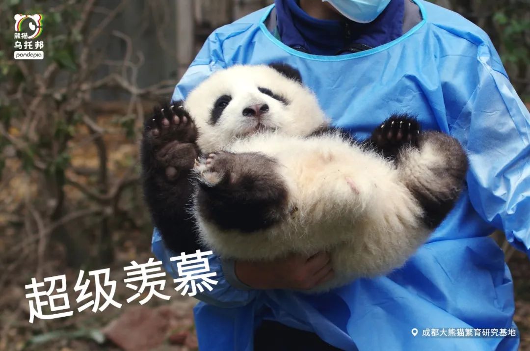 冬季保暖熊猫,呆萌可爱熊猫过冬