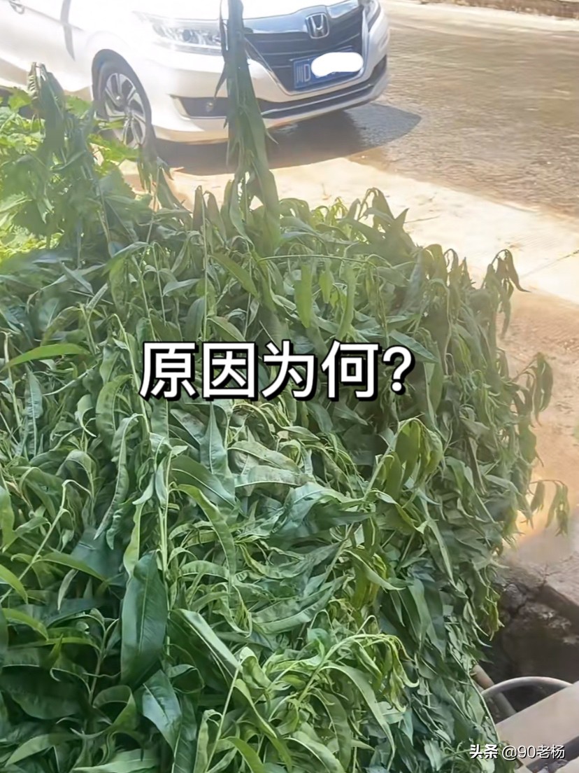 卖桃事件,有人卖桃子卖了30块一斤