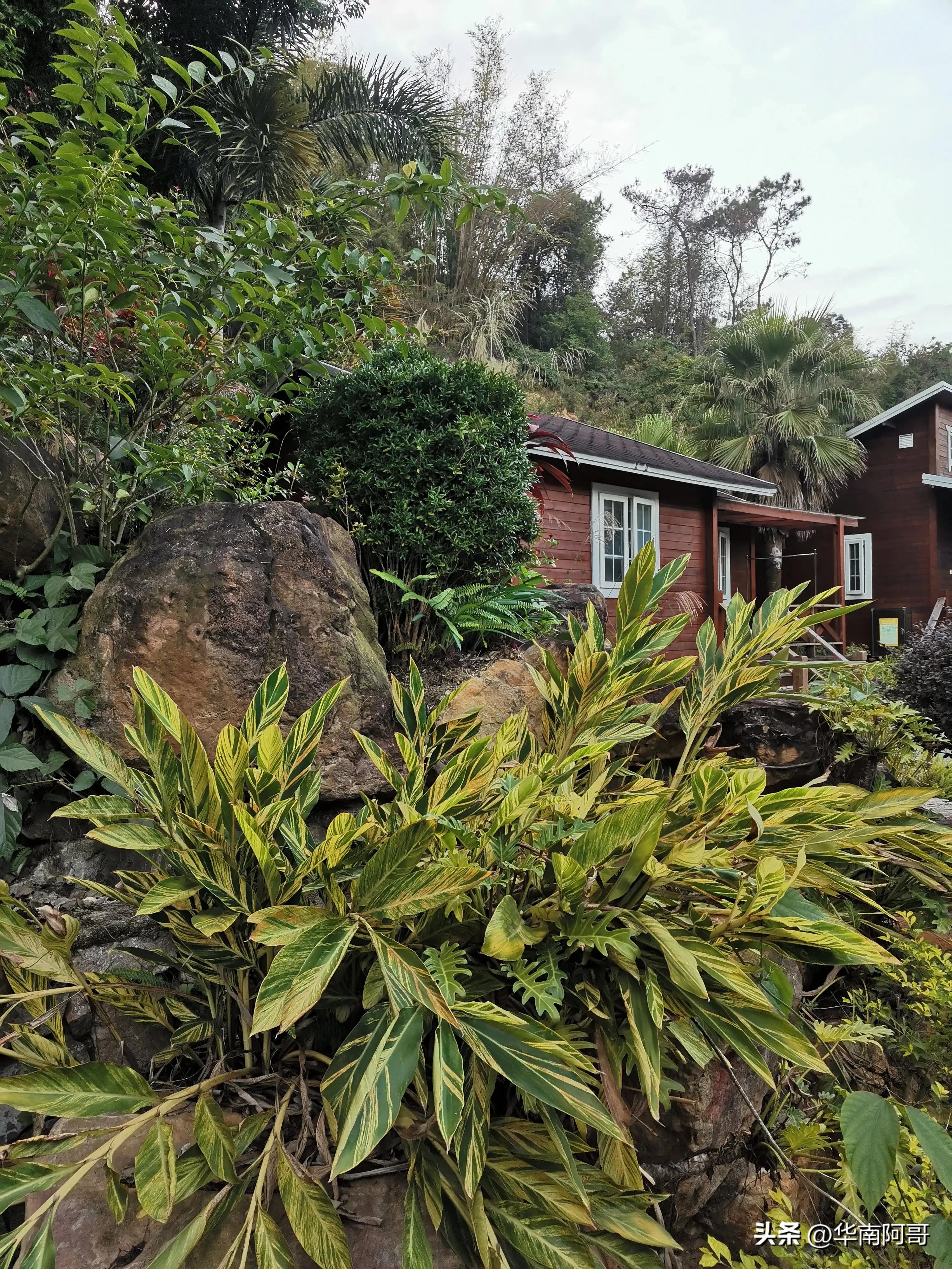 农村大山里爱情电视连续剧,大山里的爱情全集