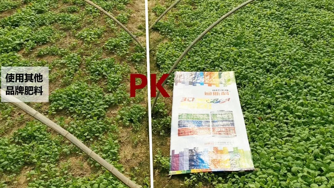 好产品、好服务、好口碑，迪斯科让大家都有好收益