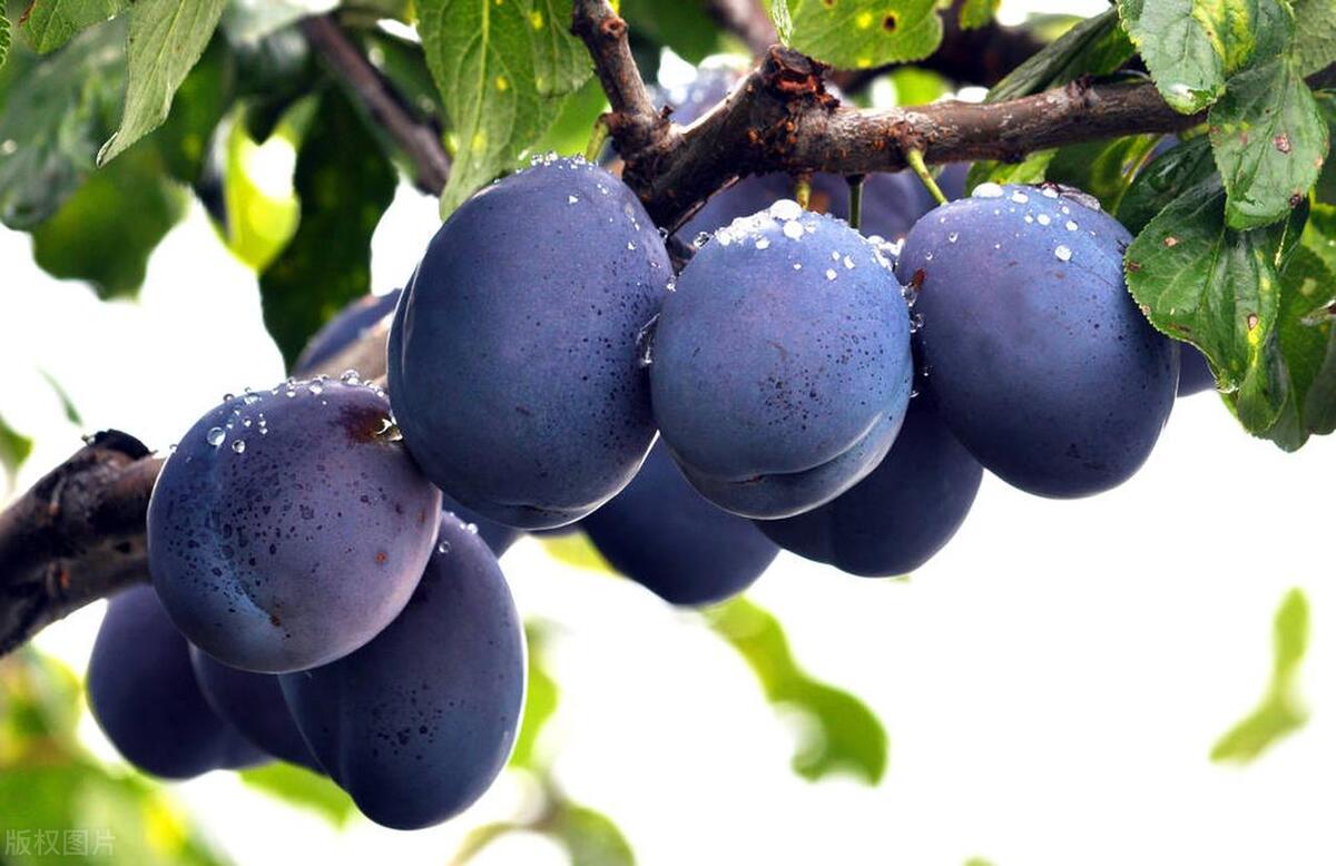 夏天的水果李子,夏天有好吃的李子