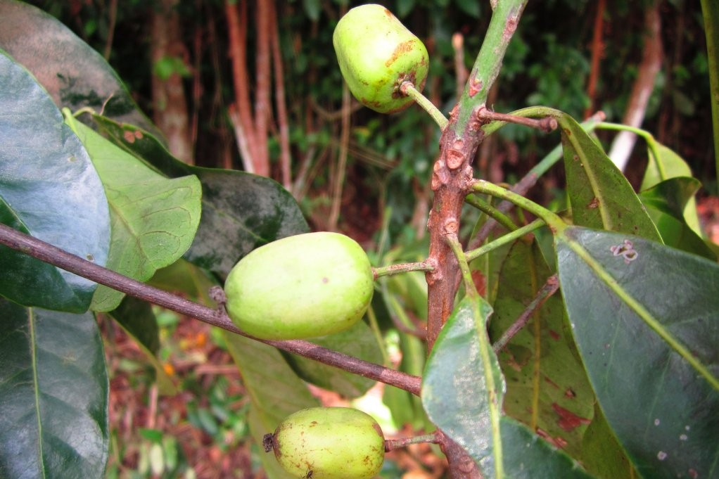 “藤黄果”、“猴果”…近20种你不知道的非洲雄鹰喀麦隆水果