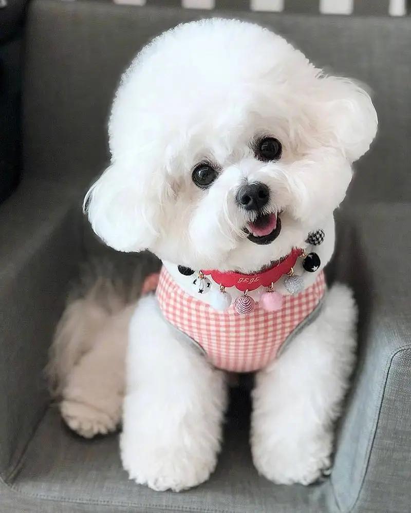 比熊10大缺点,比熊犬缺点视频